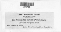 Anthracoidea caricis image
